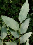 Nothofagus pumilio. Верхушка побега (у листьев видны их нижние стороны). Германия, г. Дюссельдорф, Ботанический сад университета. 04.05.2014.