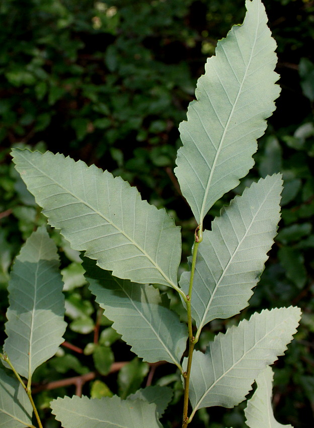 Изображение особи Nothofagus pumilio.