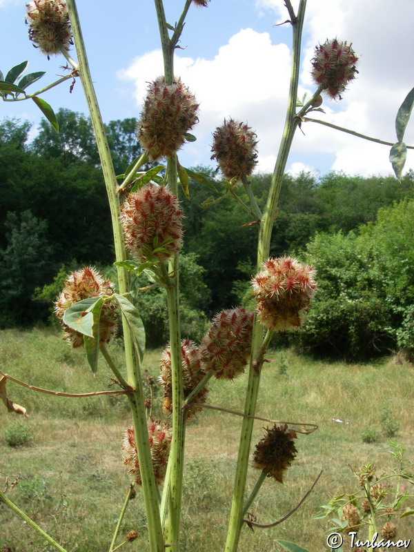 Image of Glycyrrhiza echinata specimen.