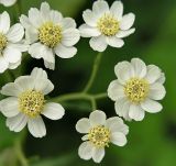 Achillea ptarmica