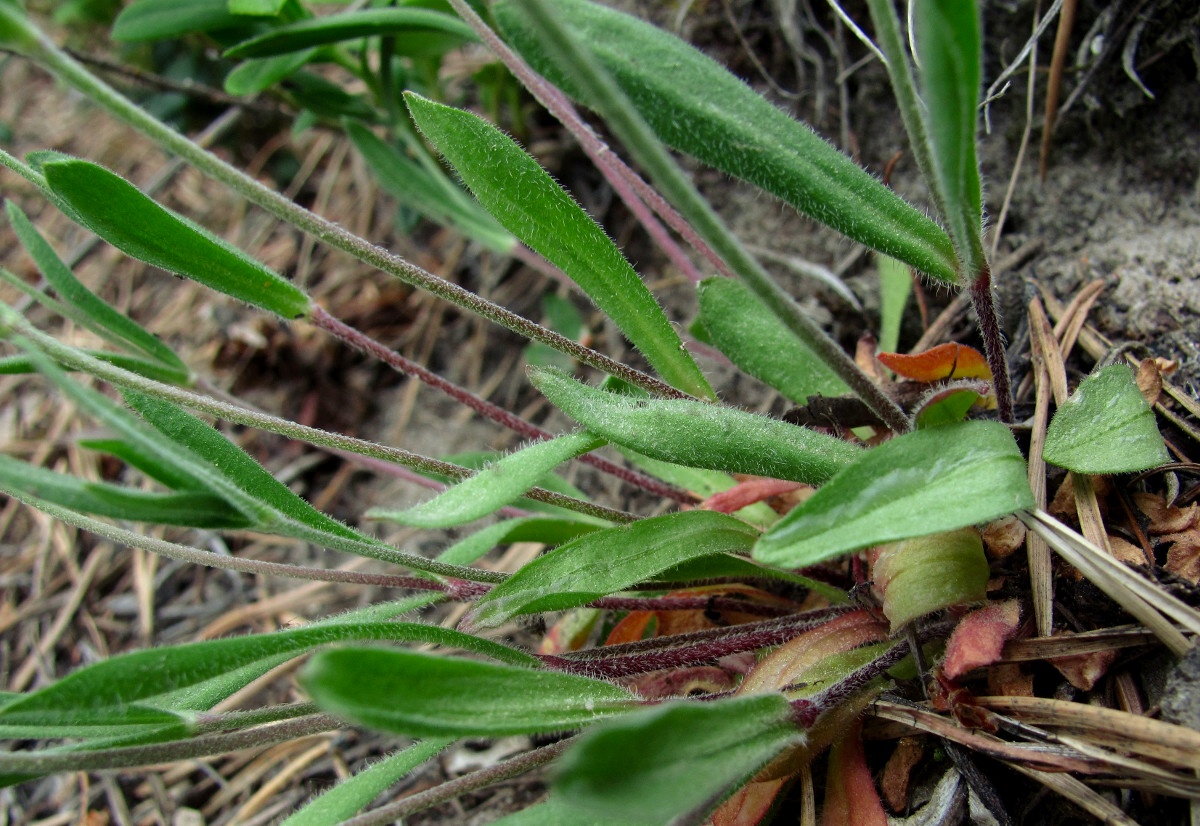 Изображение особи Lychnis samojedorum.