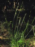 Carex depauperata