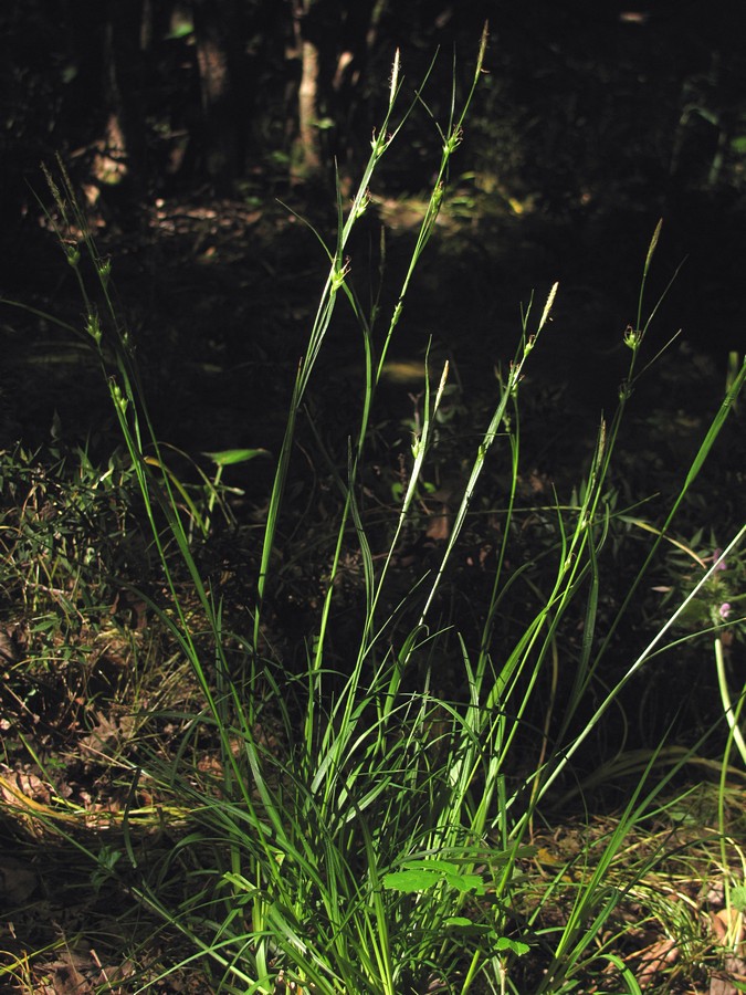 Изображение особи Carex depauperata.