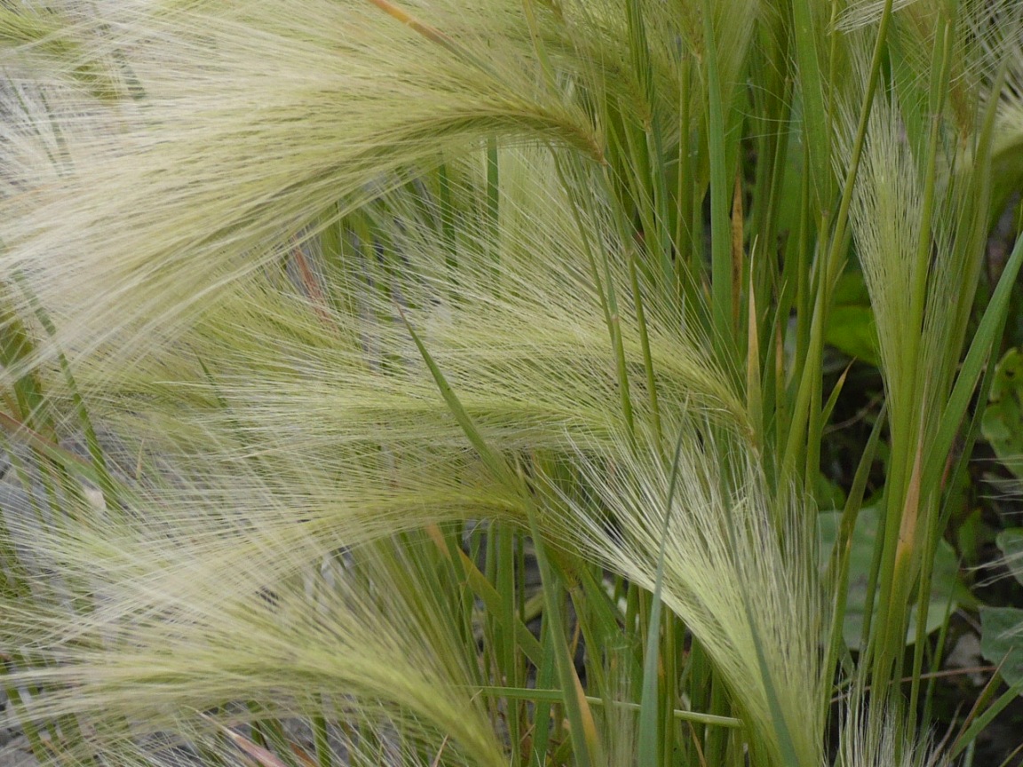 Image of Hordeum jubatum specimen.