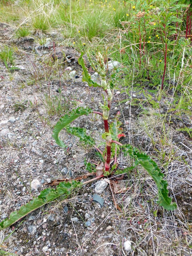 Изображение особи Rumex longifolius.