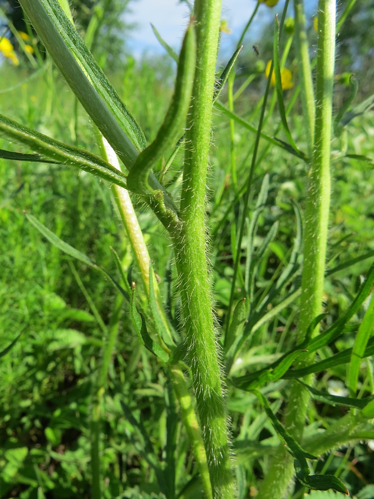 Image of Ranunculus polyanthemos specimen.