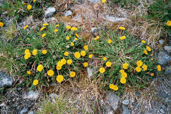 Изображение особи род Taraxacum.