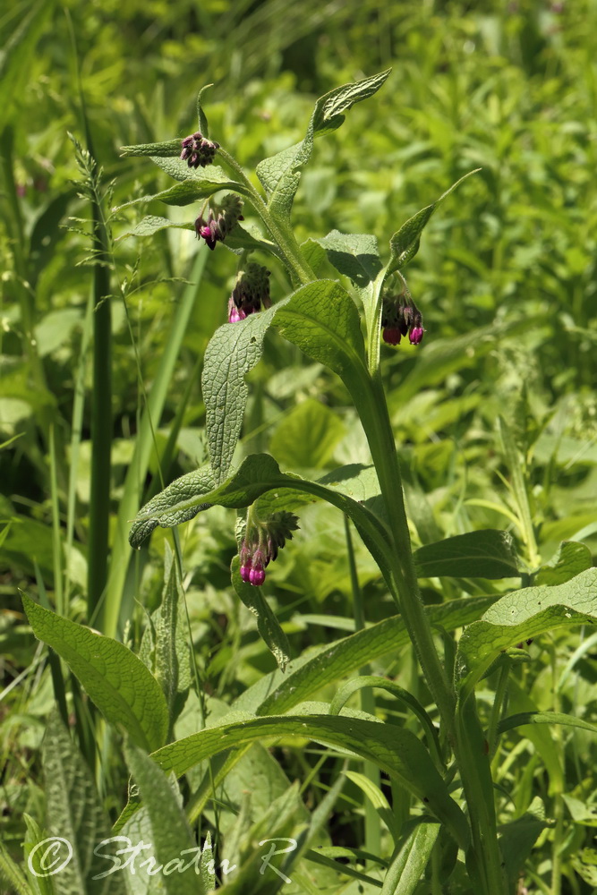Изображение особи Symphytum officinale.