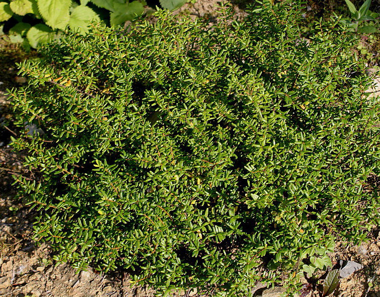 Image of Paxistima canbyi specimen.