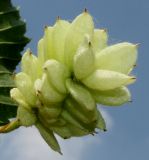 Ostrya carpinifolia. Соплодие. Германия, г. Дюссельдорф, Ботанический сад университета. 03.06.2014.