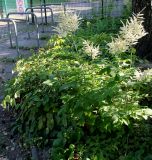 genus Aruncus. Цветущее растение. Германия, г. Дюссельдорф, Ботанический сад университета. 03.07.2014.