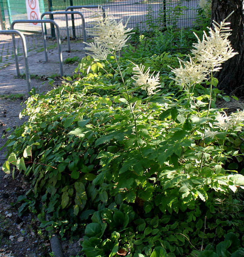 Изображение особи род Aruncus.