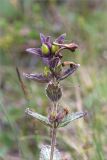 Bartsia alpina. Верхушка побега с соплодием. Мурманская обл., Печенгский р-н, луговинка среди лишайниково-кустарничковой тундры западнее хр. Муста-Тунтури. 30.07.2014.