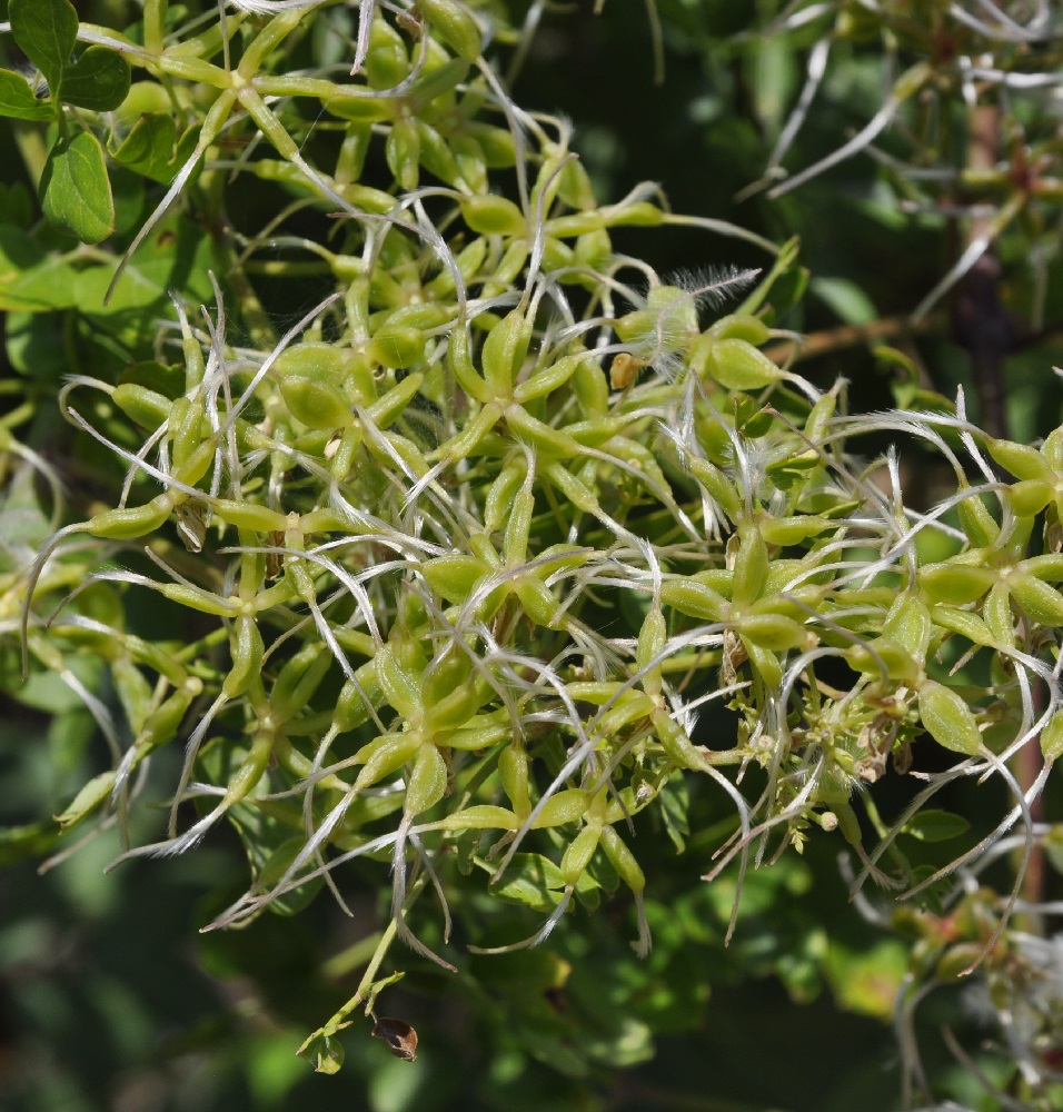 Image of Clematis flammula specimen.