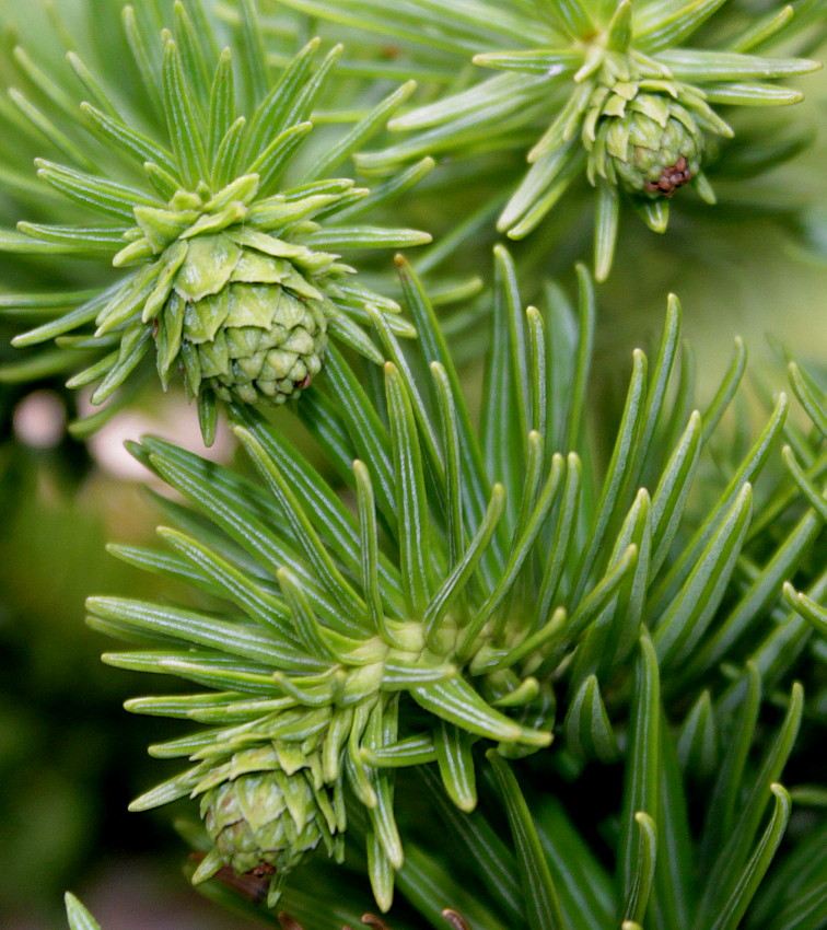 Изображение особи Cunninghamia lanceolata.