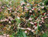 Vaccinium vitis-idaea variety minus. Цветущее растение. Кольский полуостров, горная тундра Восточного Мурмана. Начало июля 2005 г.