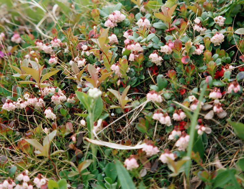 Изображение особи Vaccinium vitis-idaea var. minus.