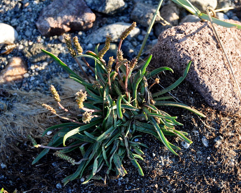 Изображение особи Plantago maritima.