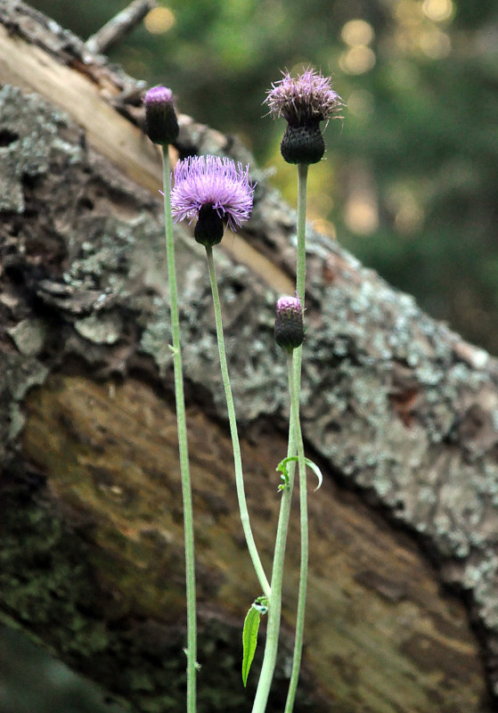 Image of Cirsium dealbatum specimen.