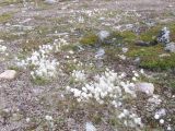 Eriophorum scheuchzeri