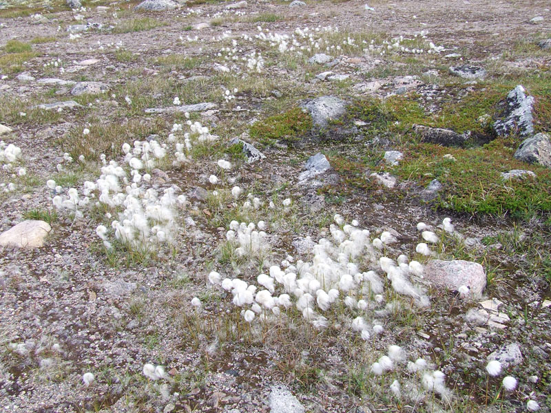 Image of Eriophorum scheuchzeri specimen.