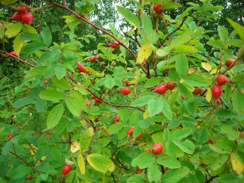 Изображение особи Rosa glabrifolia.