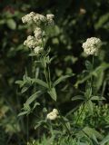 Galium rubioides. Верхушка цветущего растения. Белгородская обл., окр. пос. Борисовка, Острасьев Яр, луг на опушке байрачной дубравы. 30.06.2009.