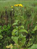 Inula helenium