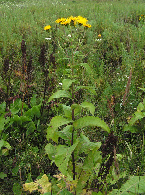 Изображение особи Inula helenium.