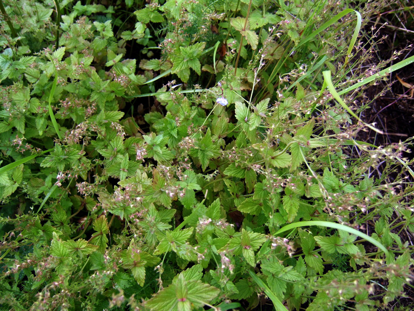 Image of Veronica chamaedrys specimen.