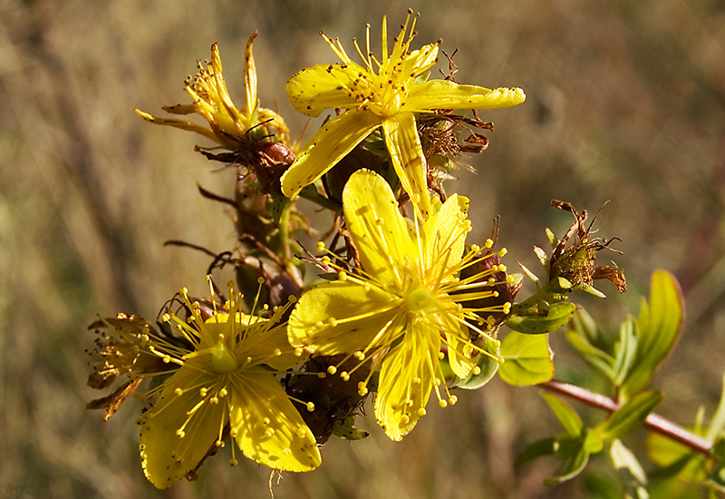 Image of Hypericum perforatum specimen.