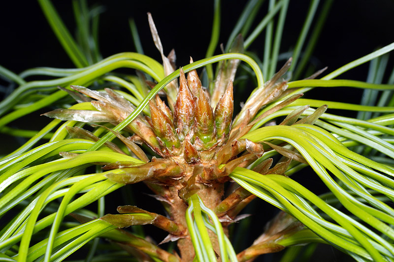 Image of Pinus sibirica specimen.