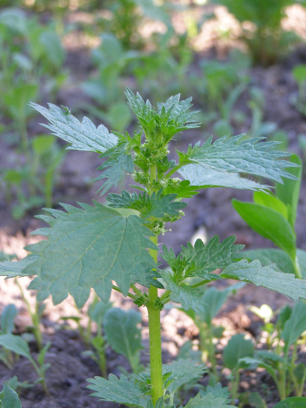 Image of Urtica urens specimen.