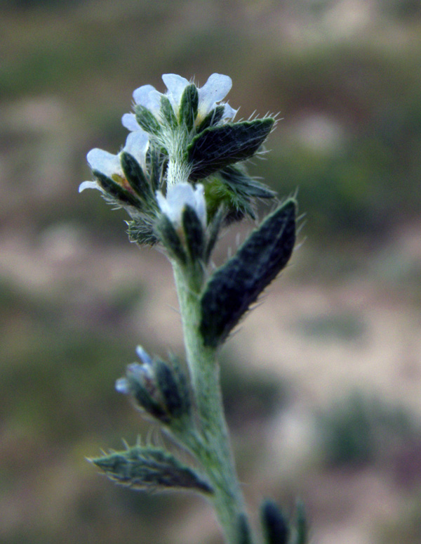 Image of Lappula microcarpa specimen.