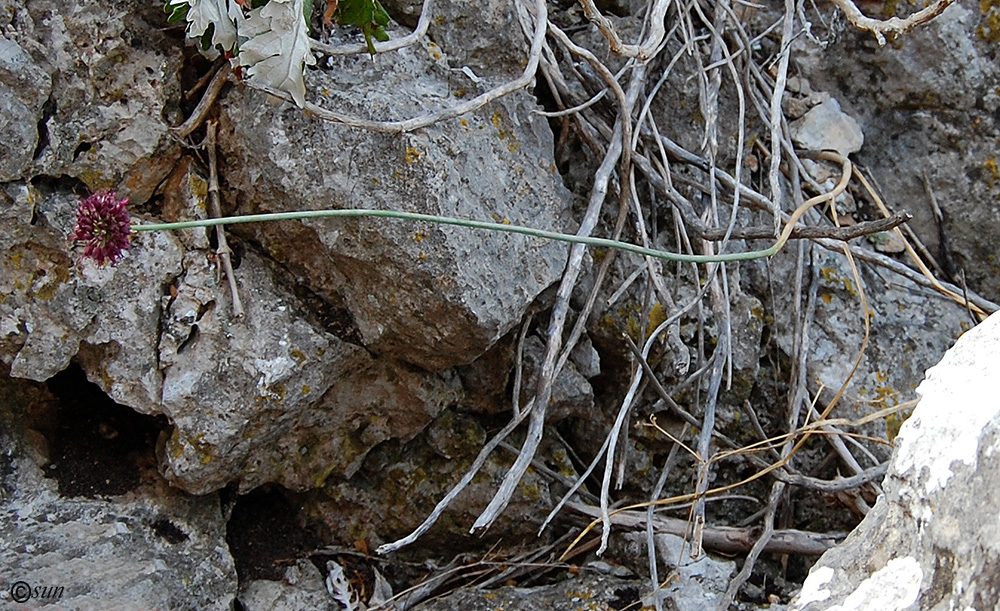 Image of Allium sphaerocephalon specimen.