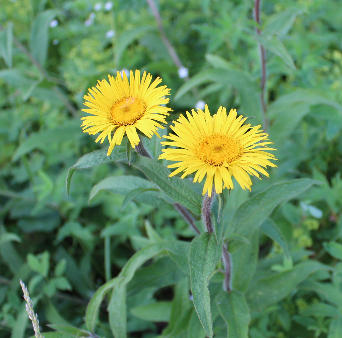 Image of Inula hirta specimen.