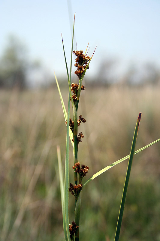 Изображение особи Cladium mariscus.