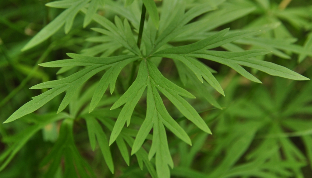 Изображение особи Aconitum ambiguum.