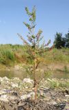 Veronica anagallis-aquatica. Отцветающее и плодоносящее растение. Краснодарский край, окр. г. Крымск, берег р. Адагум. 27.06.2014.
