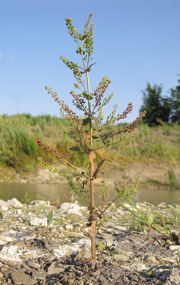 Image of Veronica anagallis-aquatica specimen.