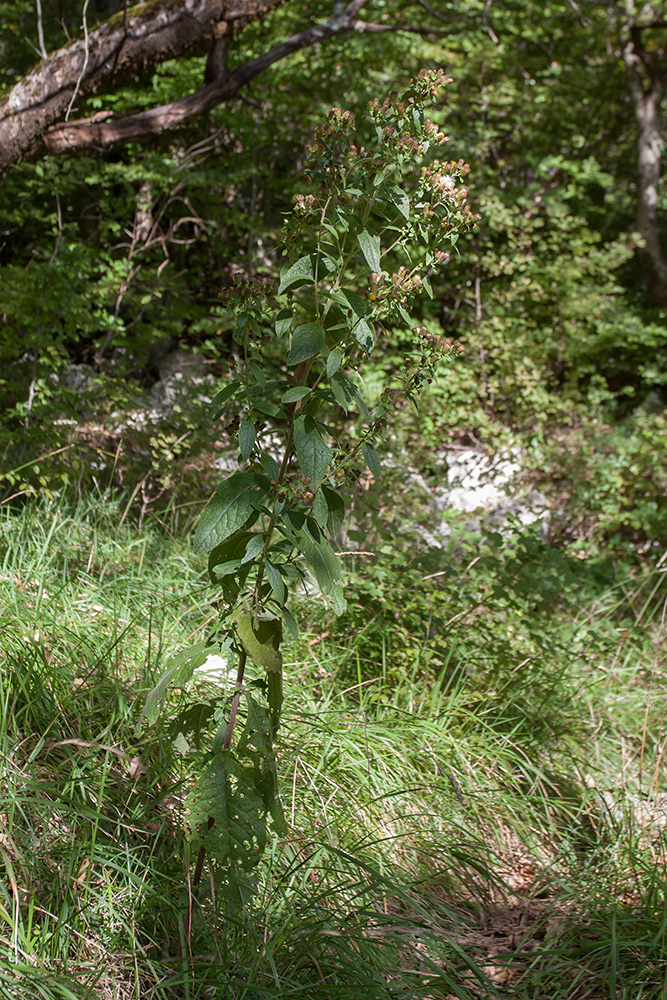 Изображение особи Inula conyza.