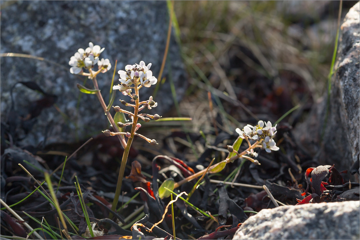 Image of genus Cochlearia specimen.