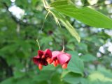 Euonymus maximowiczianus. Плоды с семенами. Санкт-Петербург, парк Ботанического института РАН. 12.09.2015.