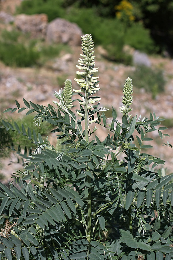 Изображение особи Pseudosophora alopecuroides.