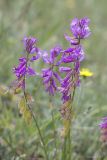 Polygala major