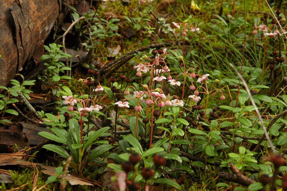 Image of Chimaphila umbellata specimen.