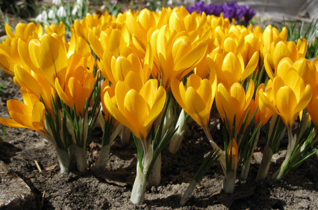 Image of Crocus flavus specimen.