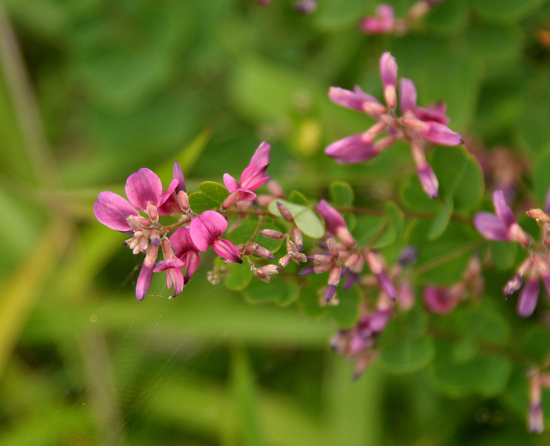 Image of Lespedeza bicolor specimen.