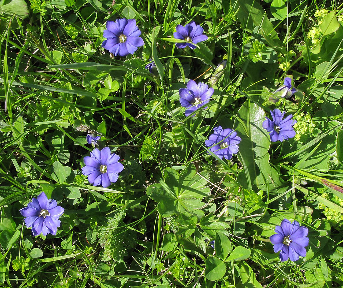 Изображение особи Gentiana dshimilensis.