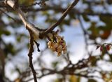 Pongamia pinnata. Часть ветви с распускающимся соцветием. Андаманские острова, остров Лонг, опушка прибрежного леса. 07.01.2015.